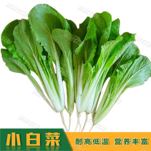 小白菜种子快菜青帮白菜种籽四季蔬菜阳台盆栽家庭园艺种子